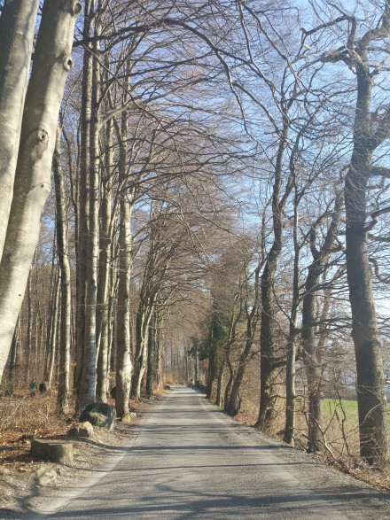 Autumn or Spring - last few km towards Malans