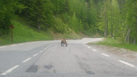 With an electric vehicle it is possible to sneak up and get close to one of these!