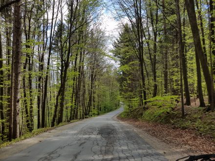 Slovenian forest, single lane diet