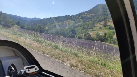 Lavender fields in southern France