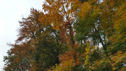 Autumn colors