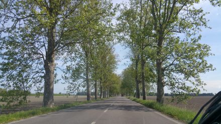 Endless alleys help gauge distance