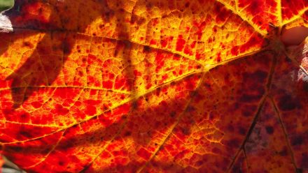 Grape leaves & sun