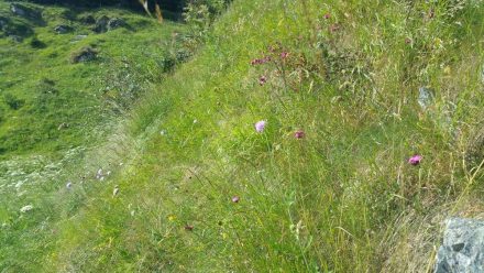 Alpine vegetation